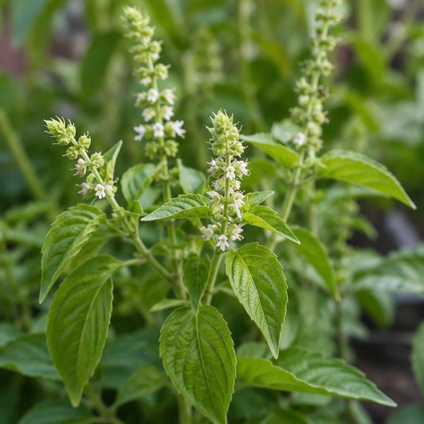 Beso Bila - Ethiopian Basil