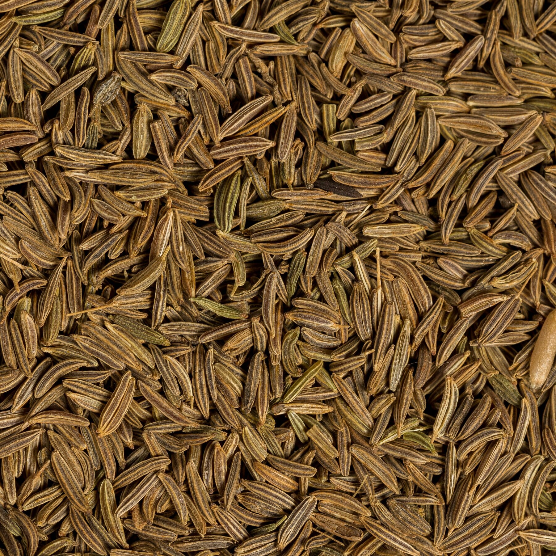 Nech Azmud Caraway Seed