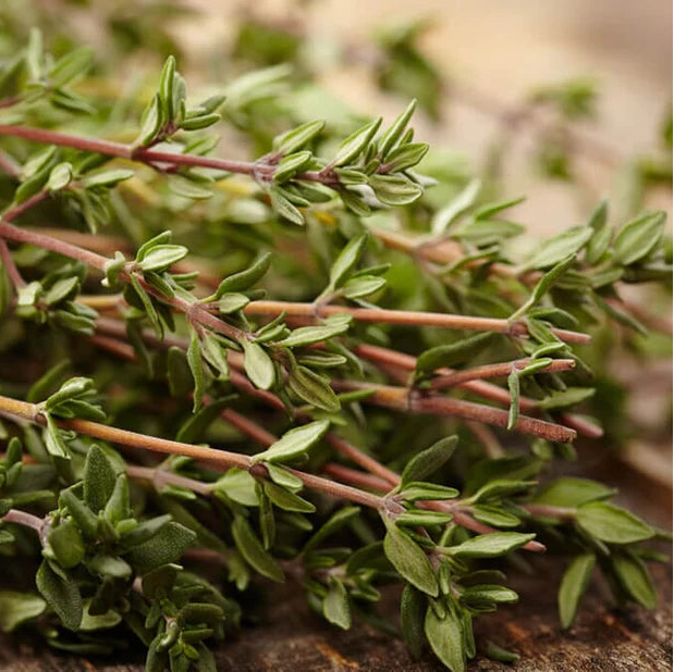 Tosign Thyme